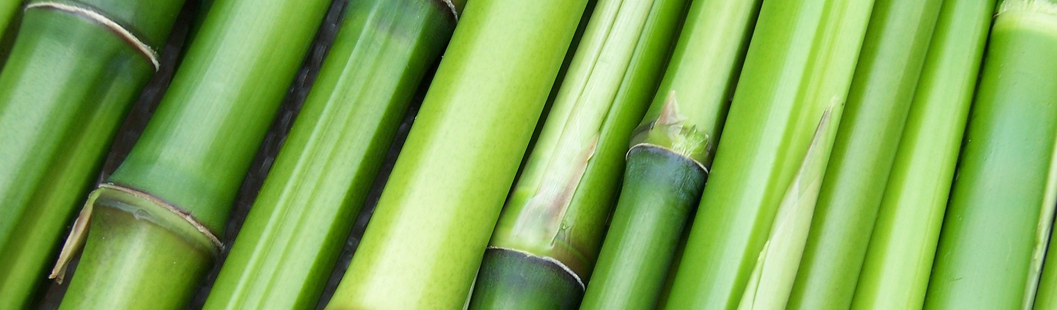 Bambou emballage écologique